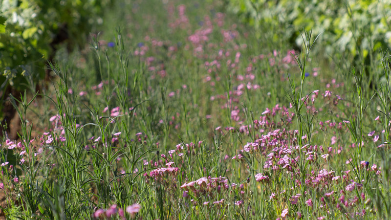 biodiv_slide_fleurs