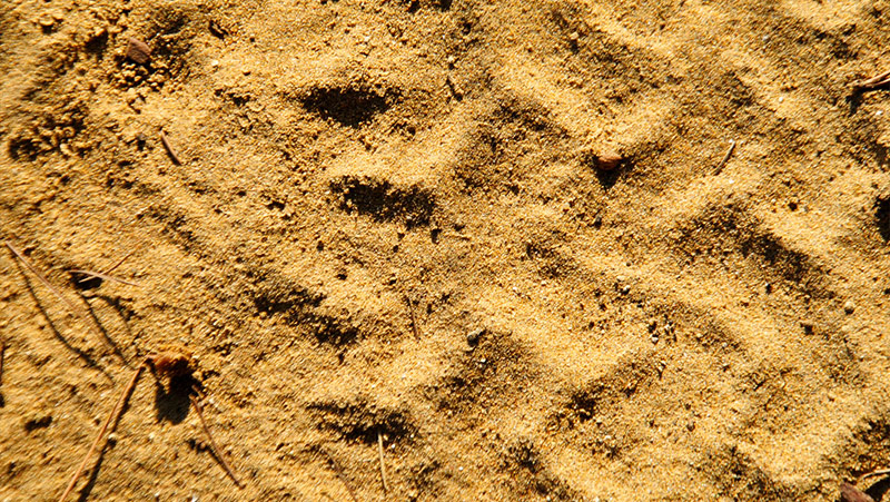 Terroir Châteauneuf du Pape Sol Sable