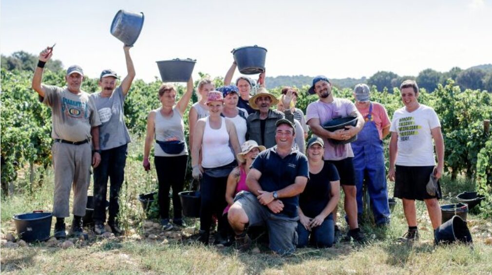 Vendanges au Clos du Caillou